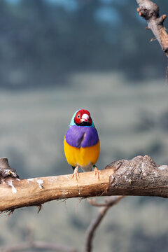 Gouldian Finch (Erythrura gouldiae) native to northern Australia savanna