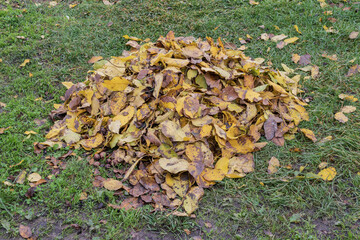 Heap of colorful fallen leaves collected on lawn. Natural autumn composition showing seasonal cleanup, gardening and outdoor maintenance work.