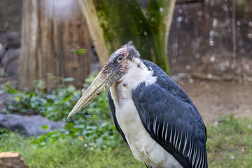 Marabou Stork (Leptoptilos crumenifer) of sub-Saharan Africa savannas