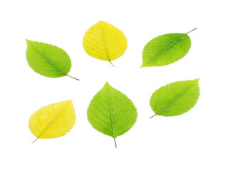 Fototapeta premium Green leaf yellow leaf isolated transparency background nature botanical fresh plant foliage seasonal change. collection of green and yellow leaves arranged circle transparency background