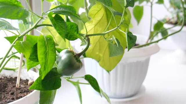 Home garden growing mini pepper bell herb in flower pot , vegetable garden on windowsill, gardening at home. growing vegetables