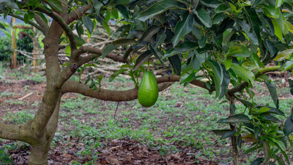 Close-up of a single green avocado hanging from a branch in a tropical orchard, surrounded by lush leaves and natural vegetation. Ideal for agriculture, farming, and organic food concepts.
