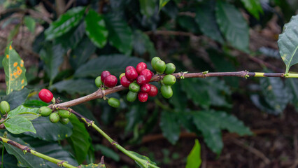 Close-up of a coffee branch holding ripening cherries in vibrant red and green colors. Perfect for illustrating coffee farming and harvest stages.