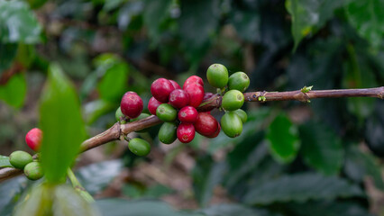 Detailed cluster of coffee cherries on a branch, showing a mix of mature red and unripe green fruits. Ideal for visuals about coffee production.