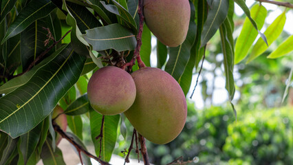 Group of ripening mangoes with shades of green and purple hanging from a tropical tree branch surrounded by lush leaves. Perfect for agriculture and fruit production topics.