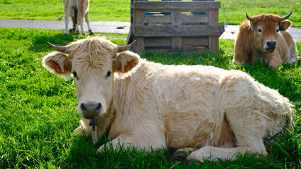 A light-colored, shaggy calf with small horns rests on bright green grass, looking at the camera.