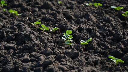 Rape. Winter rape grows in the autumn field. Brassica napus. n