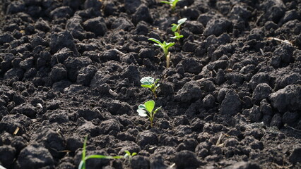 Winter rapeseed grows on the farm field. n