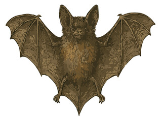 Naklejka premium Eptesicus fuscus illustration art