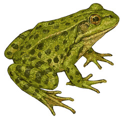 Pelophylax esculentus illustration art