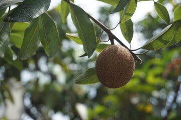 The sapodilla fruit that is still hanging on the tree is brown in color and has a rough texture surrounded by lush green leaves. The sunlight makes the surface details of the fruit and leaves clearly 