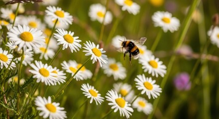 Fototapeta premium A bumblebee flying gracefully among a vibrant field of white daisies with bright yellow centers, capturing the essence of nature's beauty.