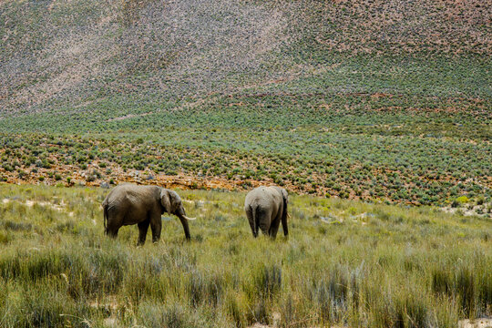 Wandering Giants