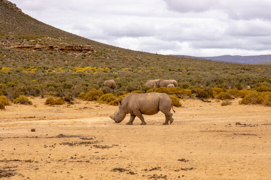 Wondering Rhinos