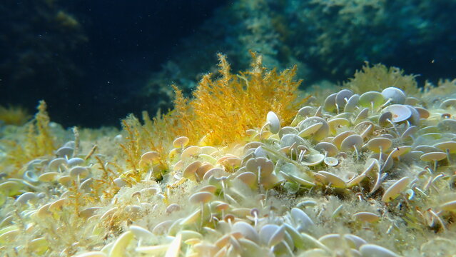 Green algae mermaid's cup Acetabularia acetabulum and red algae Laurencia obtusa undersea, Ligurian Sea, Italy, Imperia