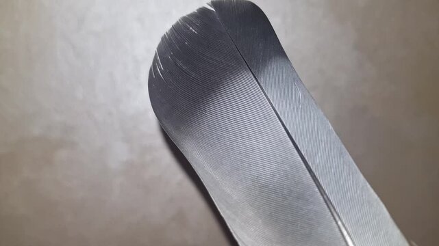 A close-up of a wild bird's feather exposes intricate patterns of deep black and soft gray, highlighting its delicate texture and natural elegance