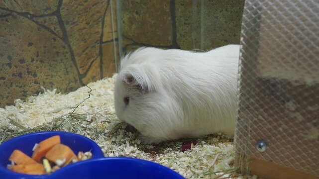 Guinea pig or domestic guinea pig Cavia porcellus, cavy or domestic cavy is species of rodent belonging to genus Cavia, family Caviidae. A white guinea pig in a cage is looking for vegetable food.