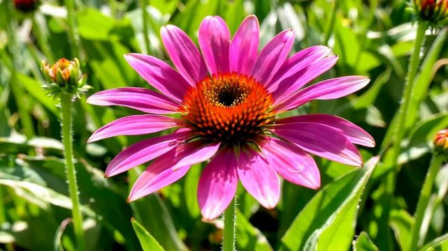 Close up of a vibrant pink coneflower in full bloom surrounded by lush green foliage.