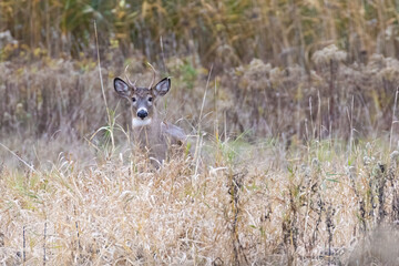 White tailed deer during the rut