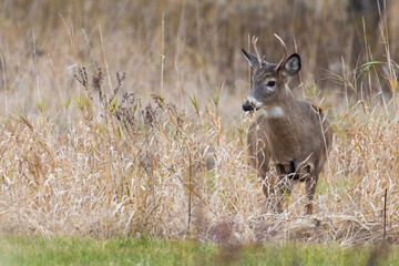 White tailed deer during the rut