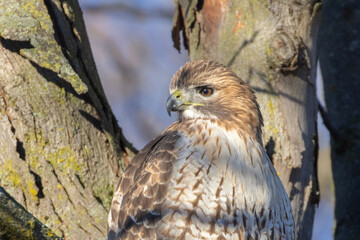 red-tailed hawk (Buteo jamaicensis) in autumn