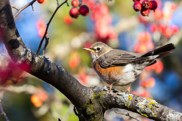 American robin (Turdus migratorius) in autumn