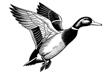 Illustration of a mallard duck in flight with detailed wing and feather art