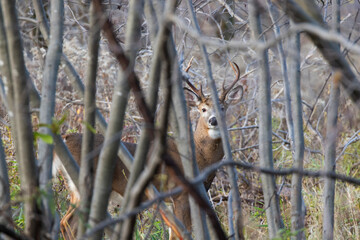 White tailed deer during the rut