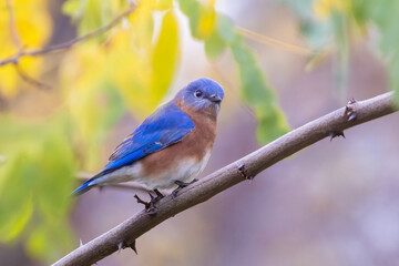 Eastern bluebird (Sialia sialis) in autumn