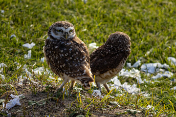 Pareja de lechuzas