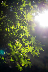 鎌倉25111　浄智寺11　朝日＆もみじ