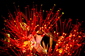 New Zealand Pohutukawa tree NZ Christmas tree in flower