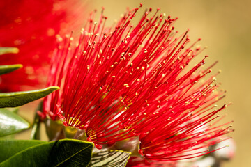New Zealand Pohutukawa tree NZ Christmas tree in flower