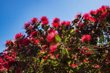 New Zealand Pohutukawa tree NZ Christmas tree in flower