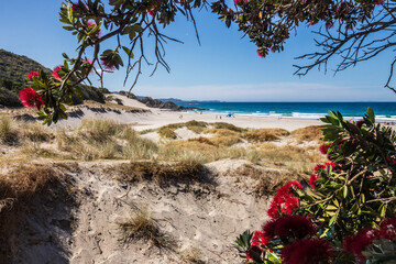 New Zealand Pohutukawa tree NZ Christmas tree in flower