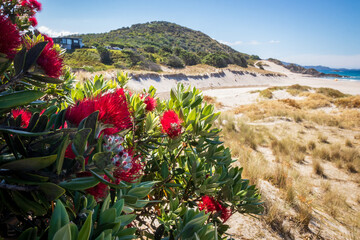 New Zealand Pohutukawa tree NZ Christmas tree in flower