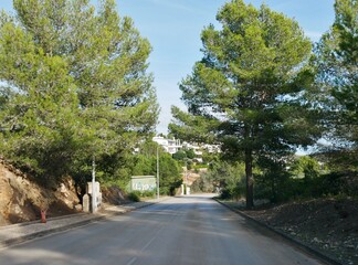 B&auml;ume an der Stra&szlig;e