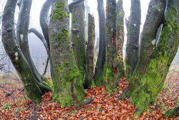 Baumst&auml;mme einer Baumgruppe in nebliger Herbststimmung am Morgen auf dem menschenleeren Gipfelplateau des Gro&szlig;en Feldbergs im Taunus