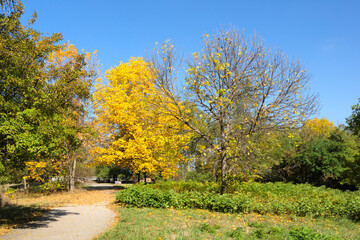 Naklejka premium Autumn Landscape of South Park in city of Sofia, Bulgaria