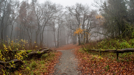 Neblige Herbststimmung mit B&auml;umen eines Mischwaldes am Morgen auf dem menschenleeren Gipfelplateau des Gro&szlig;en Feldbergs im Taunus