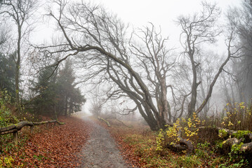 Neblige Herbststimmung mit B&auml;umen eines Mischwaldes am Morgen auf dem menschenleeren Gipfelplateau des Gro&szlig;en Feldbergs im Taunus