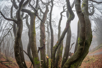 Baumst&auml;mme einer Baumgruppe in nebliger Herbststimmung am Morgen auf dem menschenleeren Gipfelplateau des Gro&szlig;en Feldbergs im Taunus