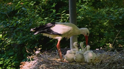 Close up of adult stork feeding his young baby stork chicks sitting in a nest on a sunny day in spring - Powered by Adobe