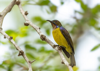 Brown-throated Sunbird perched on a tree