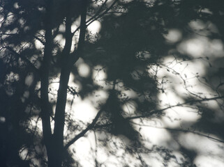 Bw abstract background. Sunlight shadows  of trees on light surface. Shades background. Sunlight background. Lace-like layout. Summer sun work. Ornamental abstract surface. Tree branches pattern. 