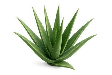 Fototapeta premium Aloe vera plant with green succulent leaves. Growing for natural health and beauty products on transparent background