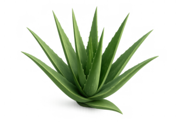 Aloe vera plant with green succulent leaves. Growing for natural health and beauty products on transparent background