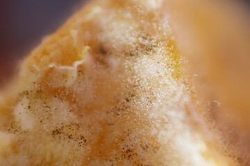 Fungal spoilage of contaminated egg tart after a week on the shelf