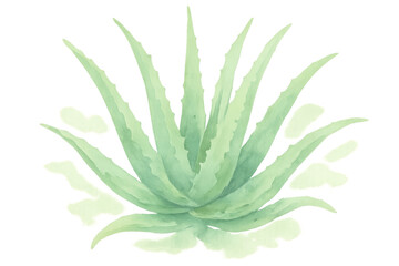 Fototapeta premium Aloe vera plant depicting natural botanical beauty and herbal medicine, watercolor illustration on transparent background