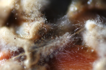 Fungal spoilage of contaminated egg tart after a week on the shelf